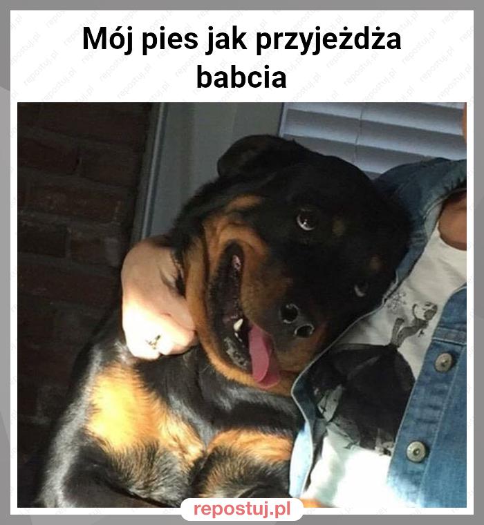 Mój pies jak przyjeżdża babcia