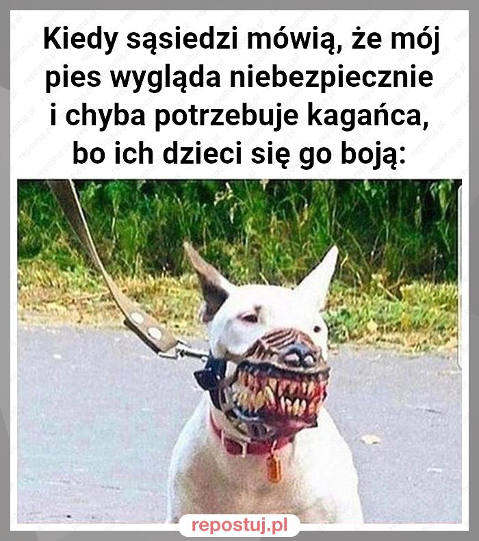 Kiedy sąsiedzi mówią, że mój pies wygląda niebezpiecznie i chyba potrzebuje kagańca, bo ich dzieci się go boją: