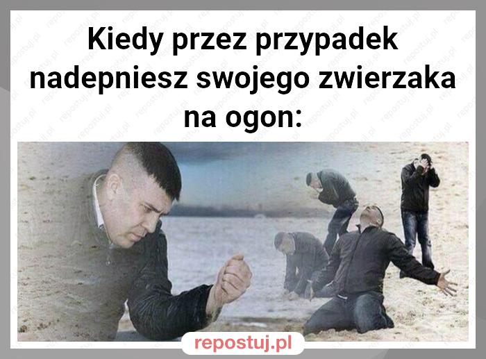 Kiedy przez przypadek nadepniesz swojego zwierzaka na ogon: