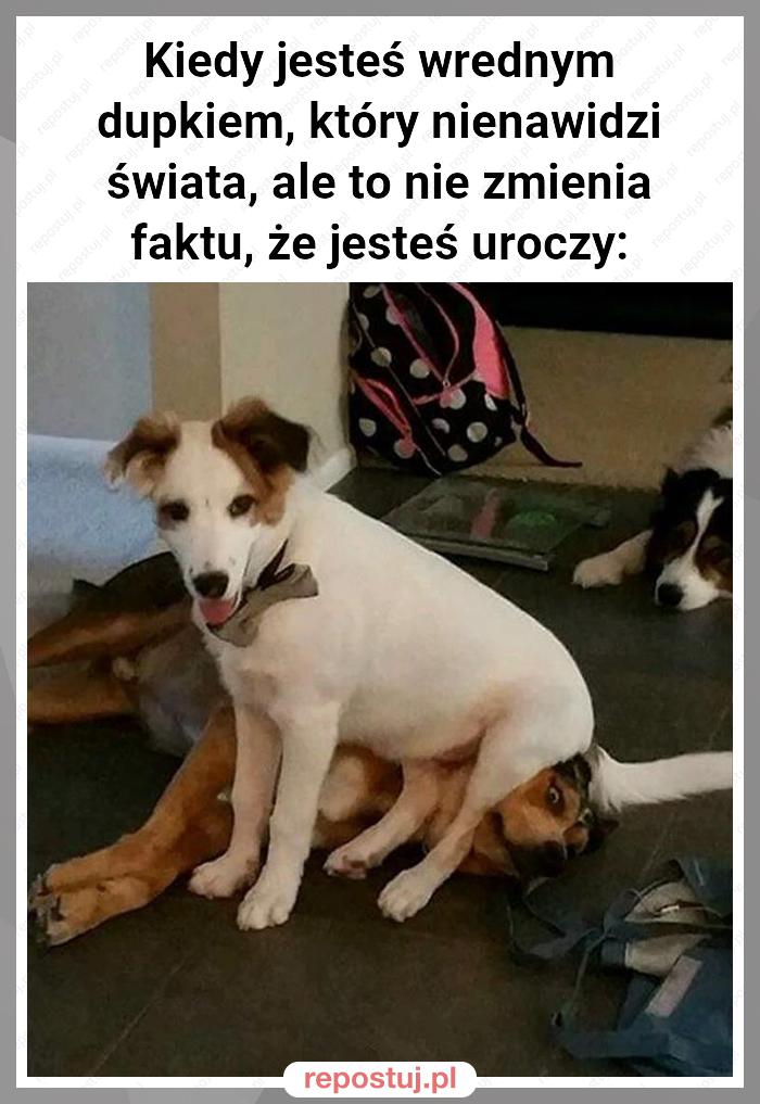 Kiedy jesteś wrednym dupkiem, który nienawidzi świata, ale to nie zmienia faktu, że jesteś uroczy: