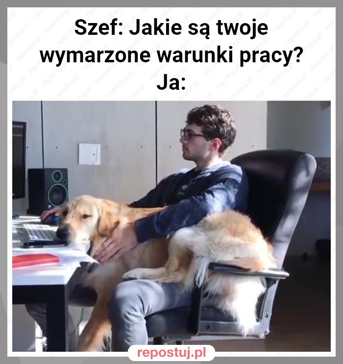 Szef: Jakie są twoje wymarzone warunki pracy?
Ja: