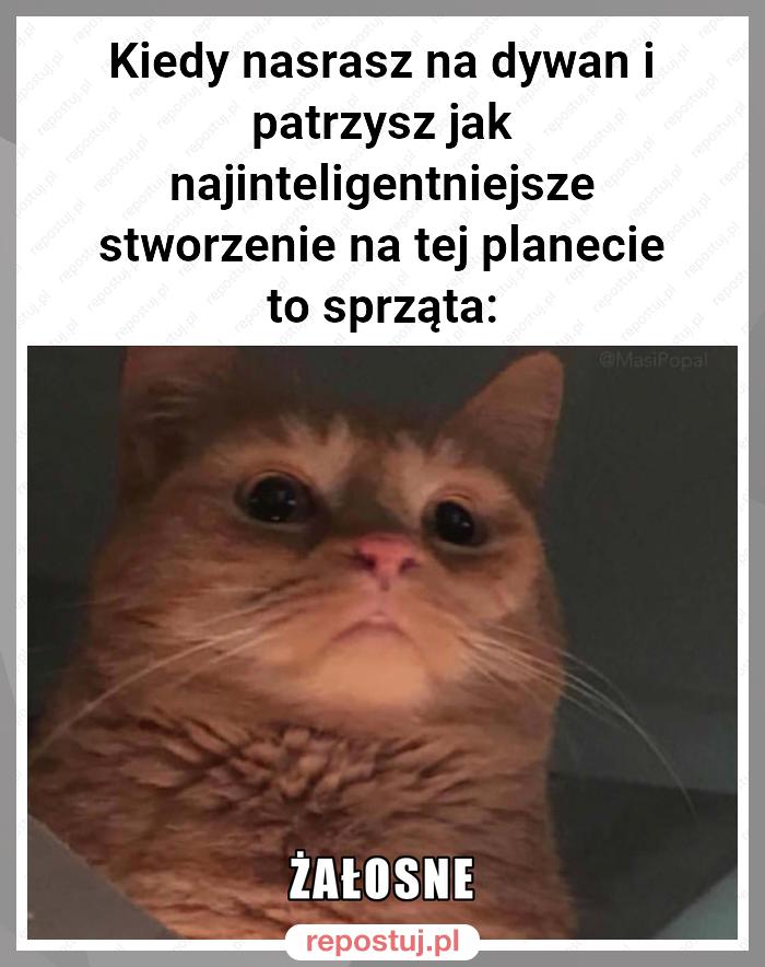 Kiedy nasrasz na dywan i patrzysz jak najinteligentniejsze stworzenie na tej planecie to sprząta: