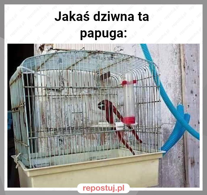 Jakaś dziwna ta
papuga: