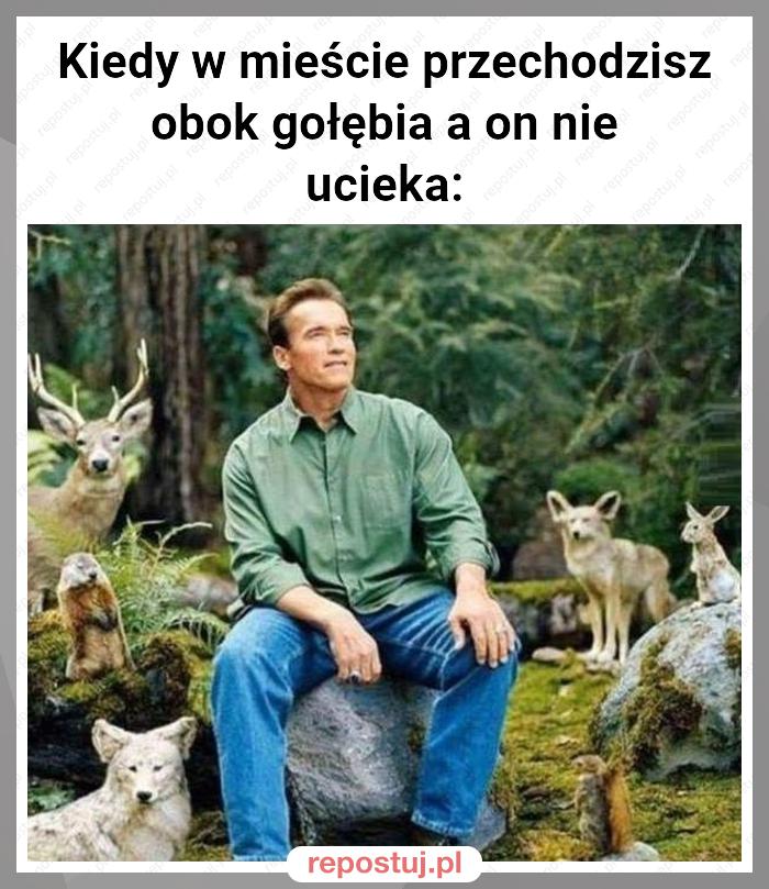 Kiedy w mieście przechodzisz obok gołębia a on nie ucieka: