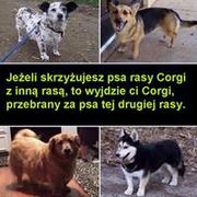 Corgi w przebraniu