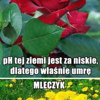 Mleczyki