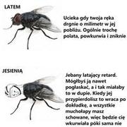 Muchy jesienią