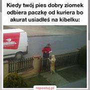 Pies dobry ziomek xD