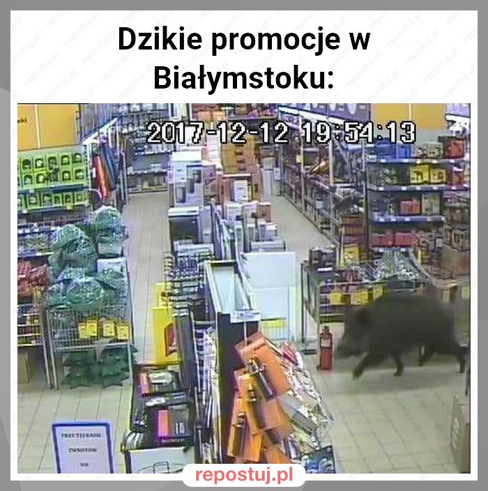 Dzikie promocje w Białymstoku: