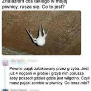 Pająk zombie