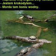 Koń wodny