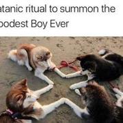 Good boy