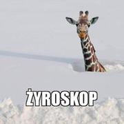 Żyroskop