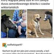 Śmieszny ten kucyk