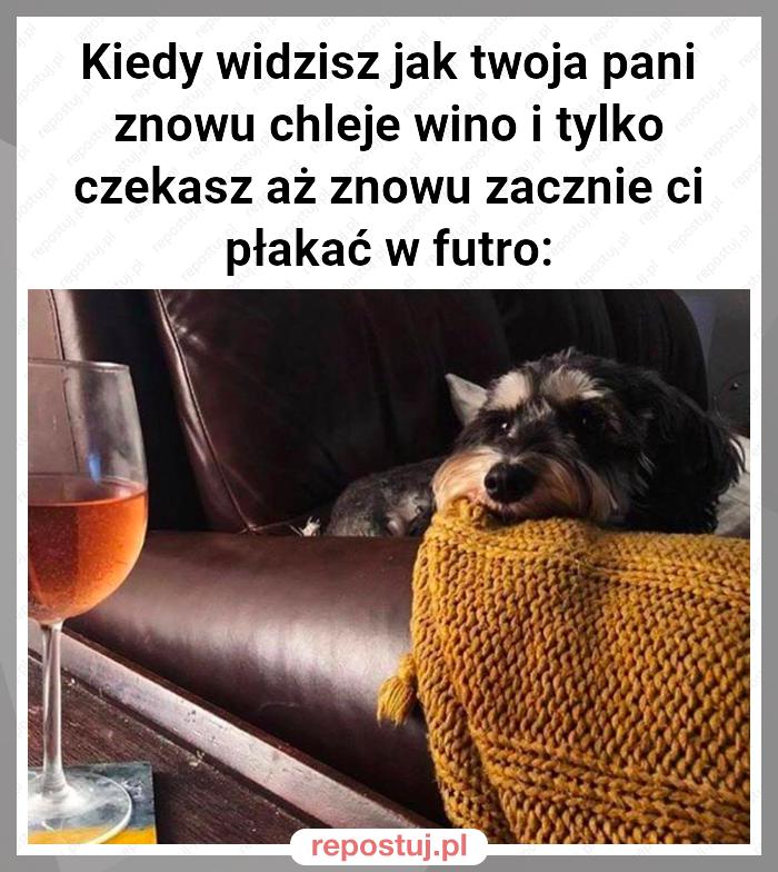 Kiedy widzisz jak twoja pani znowu chleje wino i tylko czekasz aż znowu zacznie ci płakać w futro: