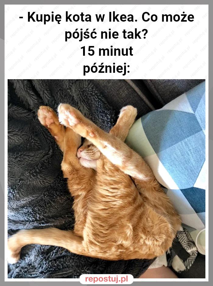 - Kupię kota w Ikea. Co może pójść nie tak?
15 minut później: