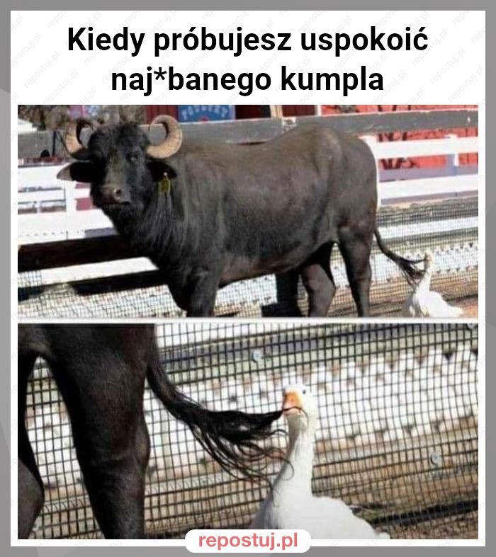 Kiedy próbujesz uspokoić naj*banego kumpla