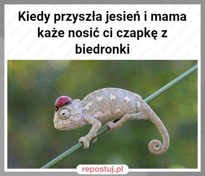 Kiedy przyszła jesień i mama każe nosić ci czapkę z biedronki