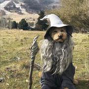 Dobry Gandalf