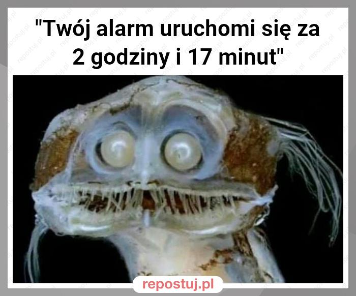 "Twój alarm uruchomi się za      
2 godziny i 17 minut"