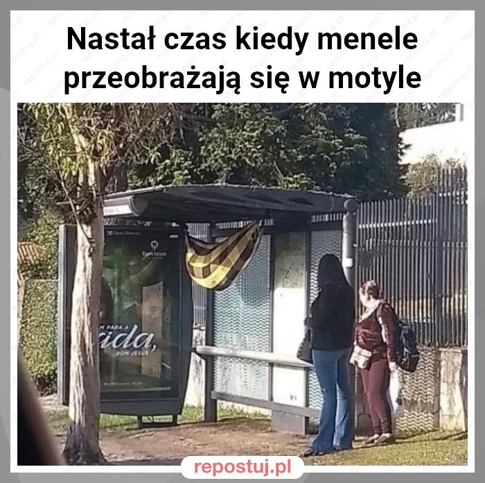 Nastał czas kiedy menele przeobrażają się w motyle