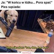 Pies sąsiada xD