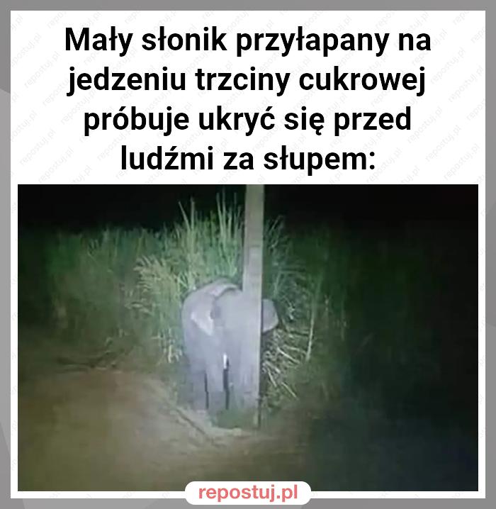 Mały słonik przyłapany na jedzeniu trzciny cukrowej próbuje ukryć się przed ludźmi za słupem: