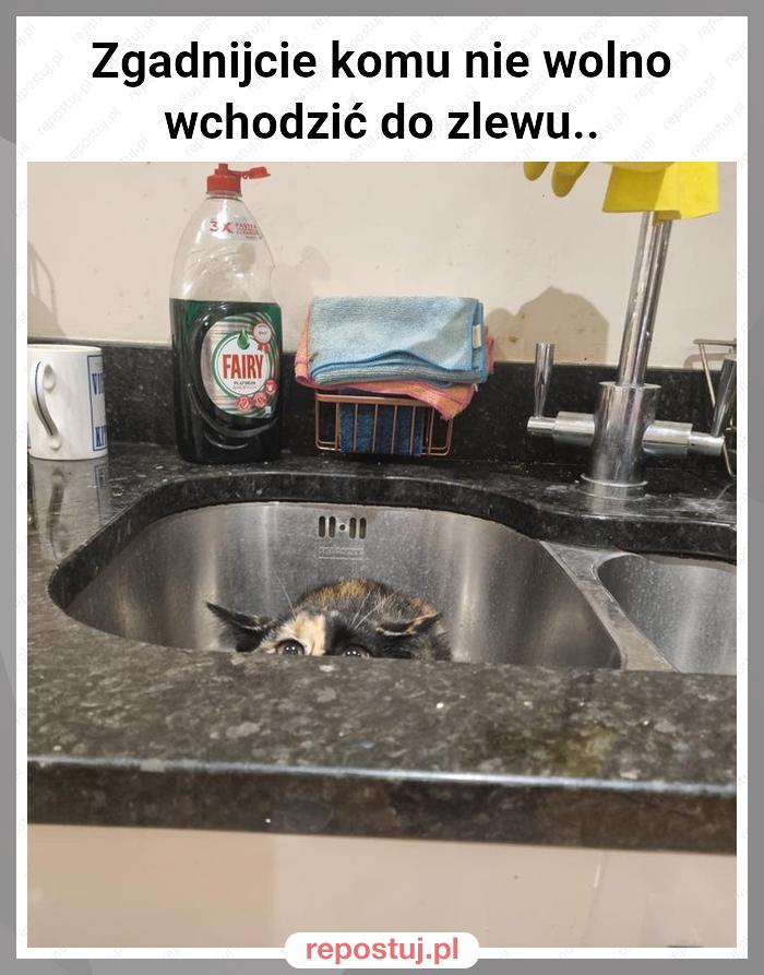 Zgadnijcie komu nie wolno wchodzić do zlewu..