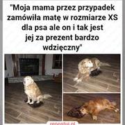 Wdzięczny pieseł