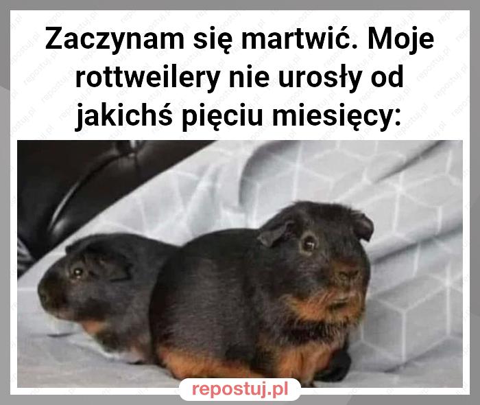 Zaczynam się martwić. Moje rottweilery nie urosły od jakichś pięciu miesięcy: