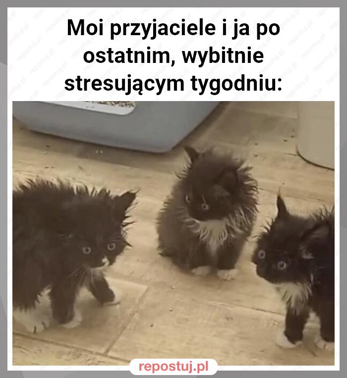 Moi przyjaciele i ja po ostatnim, wybitnie stresującym tygodniu: