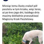 Magiczny Krzak Pasztetowy