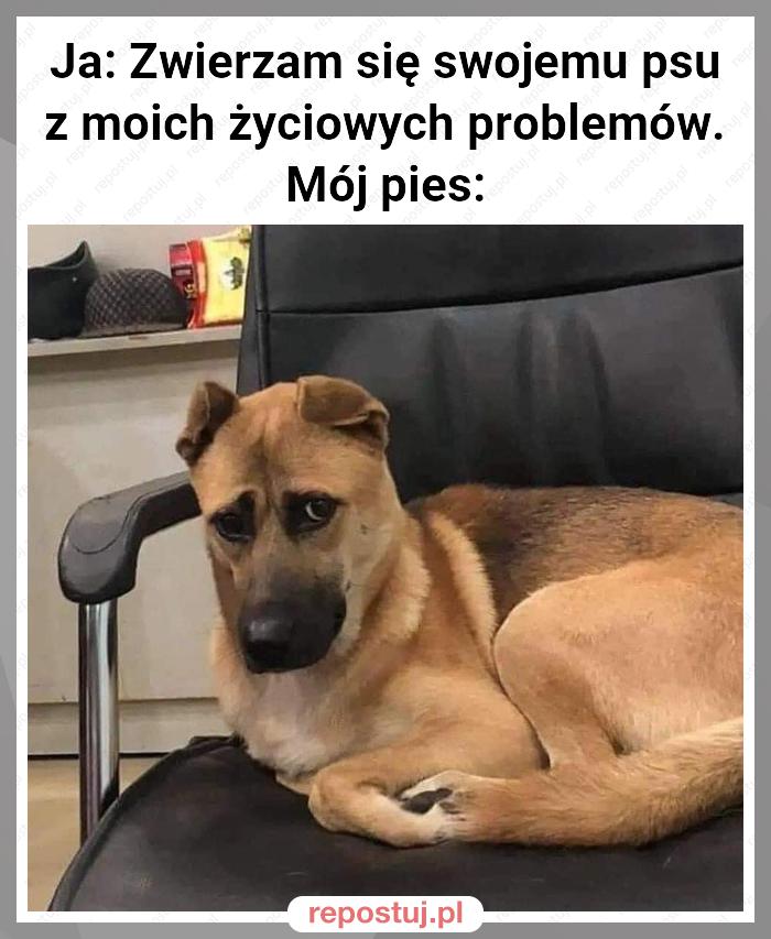 Ja: Zwierzam się swojemu psu z moich życiowych problemów.
Mój pies: