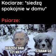 Kociarze vs psiarze xDD