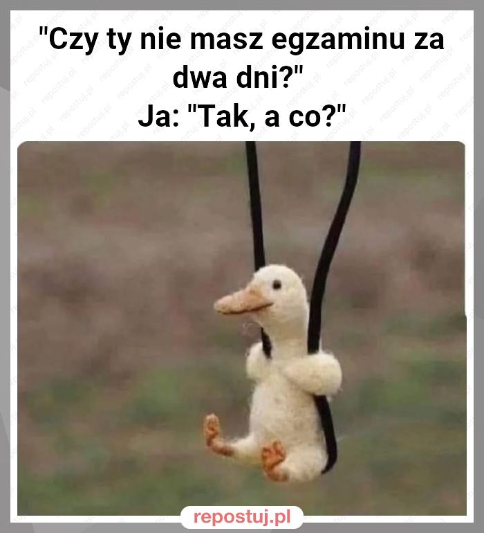 "Czy ty nie masz egzaminu za dwa dni?"
Ja: "Tak, a co?"