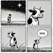 Mooo.